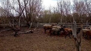 Курдючный баран на племя