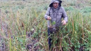 Частуха подорожниковая