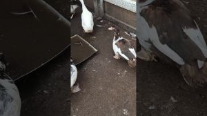 как избавиться от грязи у уток