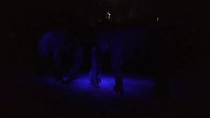 Слоны в Самарском цирке. Часть 3.