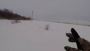 Охота с Русской пегой гончей #34