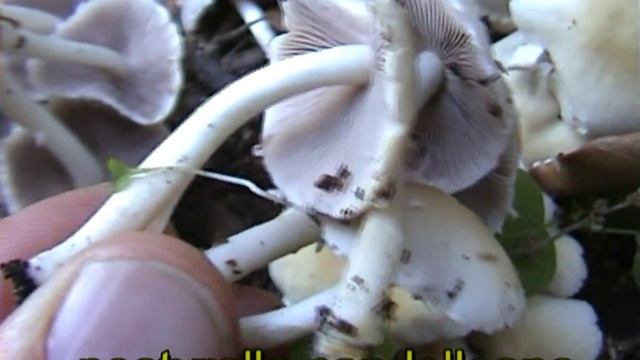 psathyrella_candolleana.mpeg смотреть онлайн