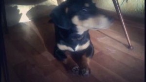 Собака наказан.Хозяйка ругает собаку.