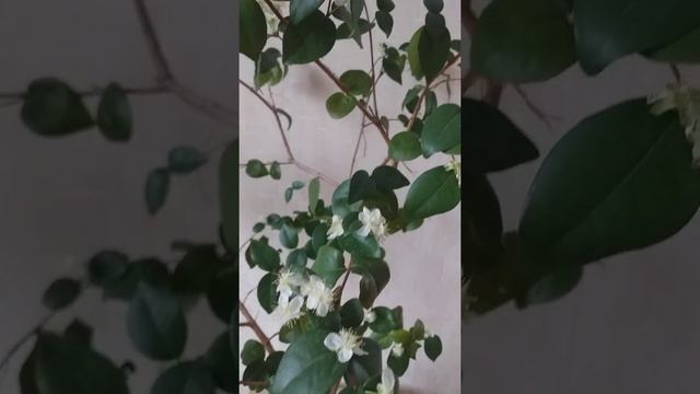 Суринамская вишня (дополнение) смотреть онлайн