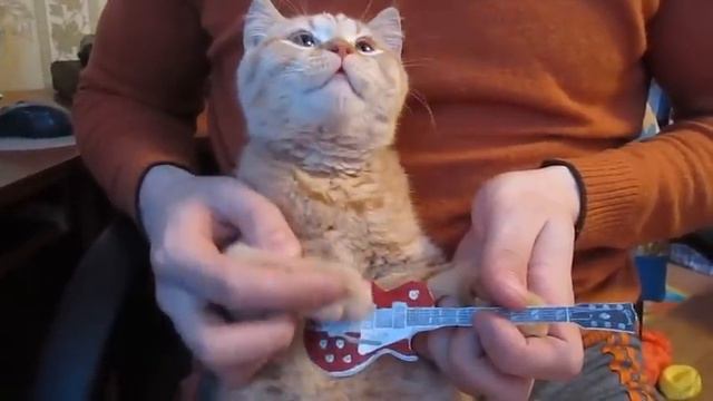 кот играет на гитаре смотреть онлайн