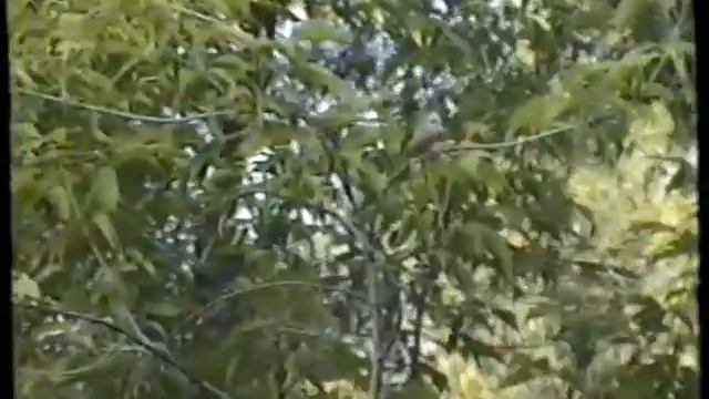 ЗАВОРАЖИВАЮЩЕЕ ПЕНИЕ СИБИРСКОГО СОЛОВЬЯ