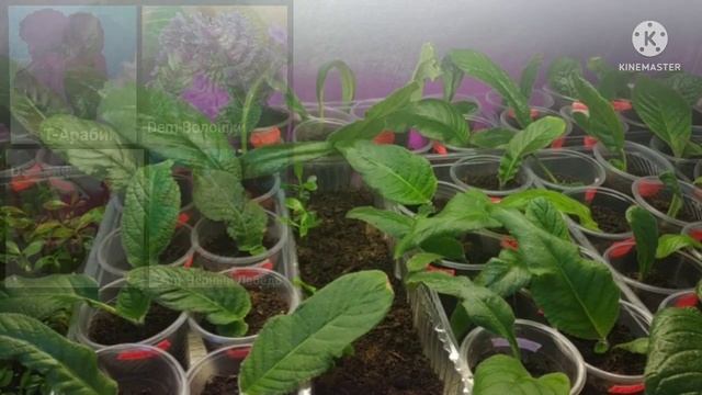 Продажа деток Стрептокарпусов. смотреть онлайн