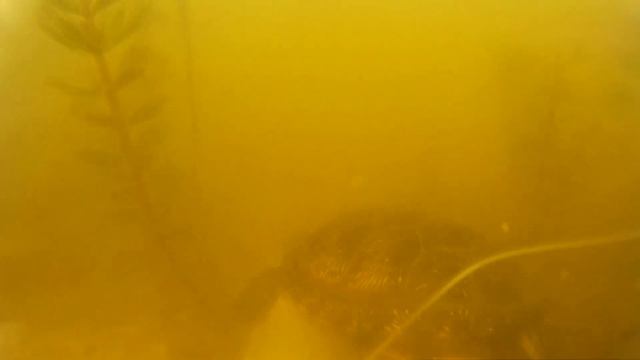 Вот кто прогоняет рыбу от прикормки!!! Черепахи разогнали рыбу и устроили давку возле прикормки