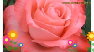 Роза чайно-гибридная Визион. Краткий обзор, описание характеристик, где купить саженцы Vision