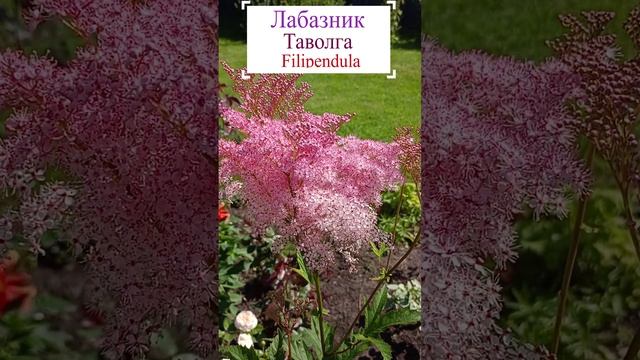Лабазник или таволга.?