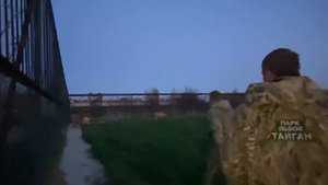 ТАК НЕ БЫВАЕТ! Человек разнимает десяток ДЕРУЩИХСЯ ЛЬВОВ!