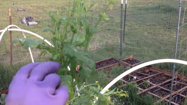 How to harvest broccoli raab смотреть онлайн