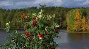 "Покраснела рябина..." Стихи С. Есенина, музыка Т. Яров-Яровой. Исп. А. Блисканов и Т. Яров-Яровая.