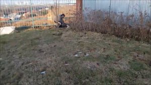 Натаскиваем Курцхара