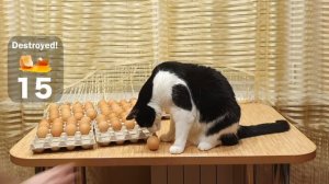 100 eggs - how many will the cat break?