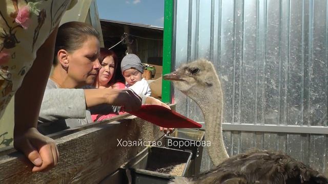 Хозяйство Воронова | Страус кушает огурец