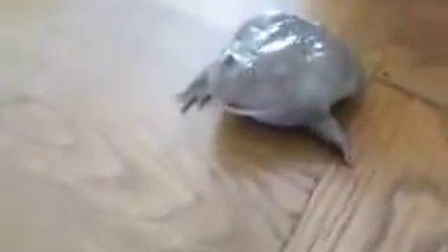 Как орет лягушка (жаба)! Очень смешно! смотреть онлайн