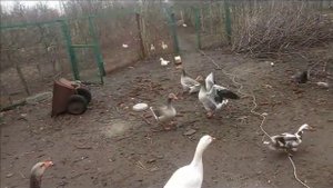 Летят утки мускусные