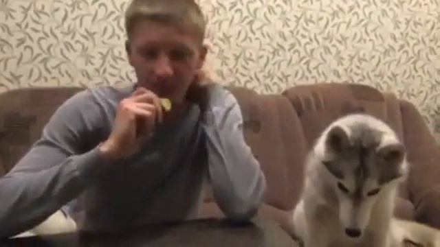 волк попрошайка смотреть онлайн