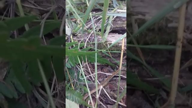 Жук-землерой или просто навозник) смотреть онлайн