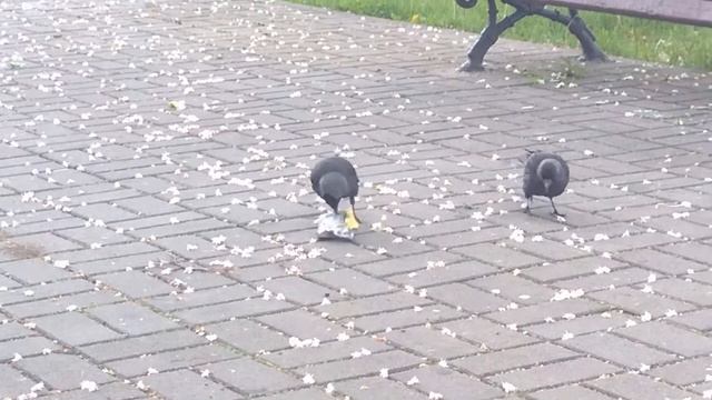 Галки в парке смотреть онлайн