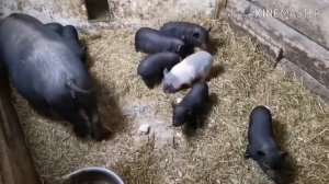 ПЛЮСЫ СОДЕРЖАНИЯ ВЬЕТНАМСКИХ ПОРОСЯТ!!! СКОЛЬКО КОРМА СЪЕДАЮТ ВЬЕТНАМЦЫ? ХАРАКТЕР И ВОСПИТАНИЕ!