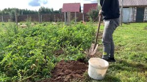 Собрал 150 кг КАРТОШКИ с одной сотки