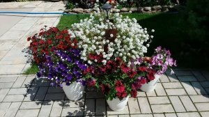 СЕКРЕТ пышного цветения петунии