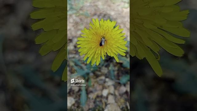 Пчёлка собирает нектар