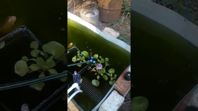 Водный гиацинт цветёт, раки растут, улитки икрятся, Гуппи плодятся, вода зеленеет и 41 в тени смотреть онлайн