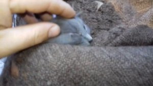 У котика закисли глазки, что делать?