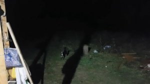 Странные звуки в лесу ночью