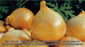 Раннеспелый, морозоустойчивый озимый сорт лука «Шекспир»