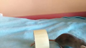 Как дрессировать крыс /дрессировка крыс.
