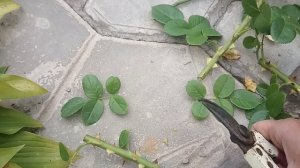 Летнее черенкование роз. Способ для ленивых.