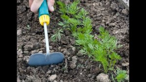 Обзор сорта моркови "Император" (характеристики, свойства, фото)