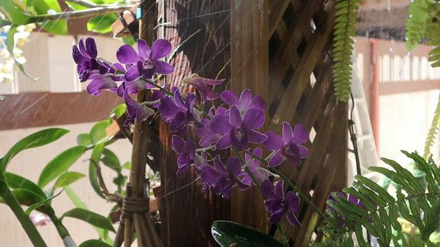 Mickey Mouse Taro - Orchid Mist - Garden Ambience смотреть онлайн