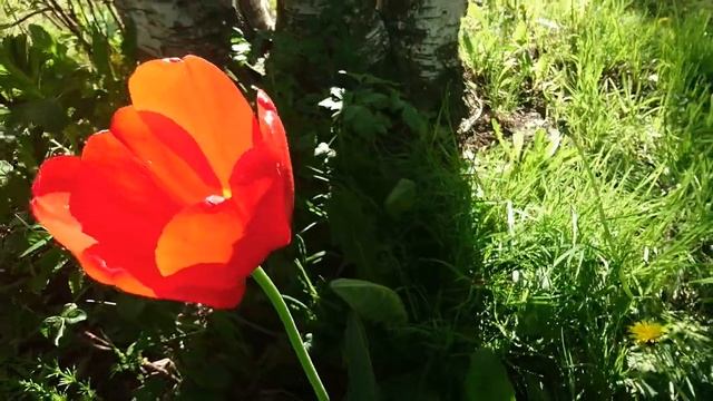 1 день красного дикого тюльпана. Аленький цветочек, раскрытие бутона. Видео для сна и релакса.