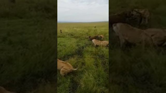 Более десяти гиен напала на львицу в кенийском заповеднике Масаи-Мара.