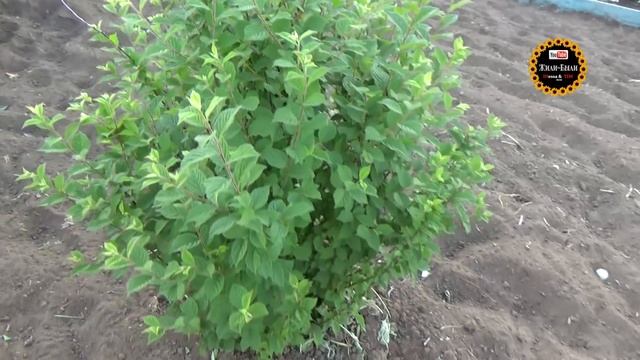 Дачники упахались! Сажаем в жару клубнику, томаты, цветы, малину. смотреть онлайн