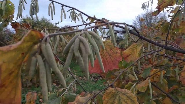 Фундук сорт Черкессий 2. Самый лучший опылитель смотреть онлайн