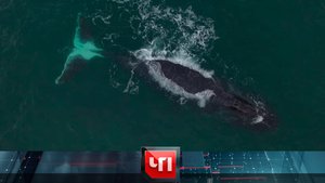 «ЧП»: 4 августа 2022 года | «Чрезвычайное происшествие» на НТВ