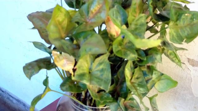 Syngonium Plant in Water/Arrowhead Plant in Water/ സിങ്കോണിയം വെള്ളത്തിൽ വളർത്താം смотреть онлайн