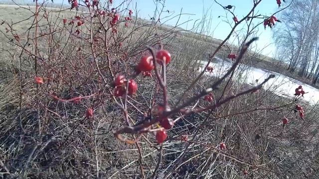 Одесский район Омской области (конец апреля)_Odessky district of Omsk region (end of April)