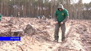 «Неделя леса» пройдет с 3 по 10 апреля