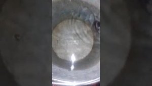 Мыши плавать умеет оказывается