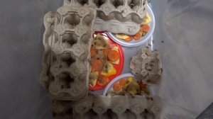 СВЕРЧКИ ДОМОВЫЕ. СВЕРЧКАМ 1 МЕСЯЦ.