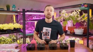 Самый простой посев.  Мои томаты выскочили на третий день! #огород #семена #рассада