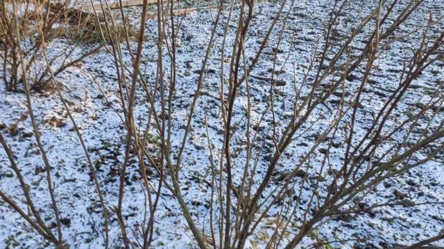 Про обрезку смородины и чуток разного. 22.11.21г. смотреть онлайн