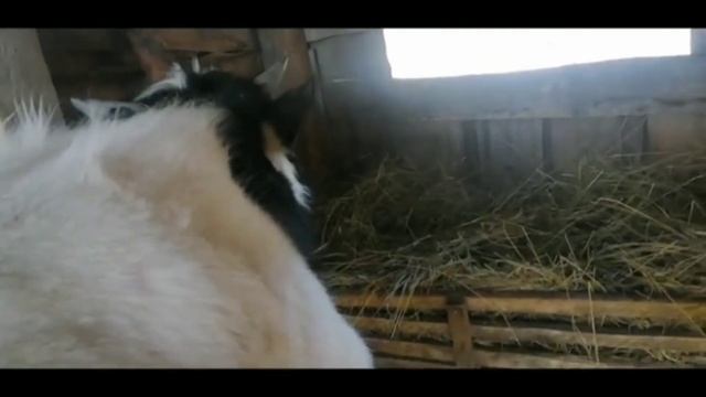 РАЦИОН КОРМЛЕНИЯ ГОДОВАЛОГО БЫКА//ОВЦЫ БАРАНЫ// КОНКУРС смотреть онлайн